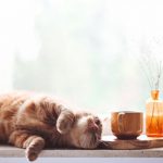 Comfort Zone - orange tabby cat