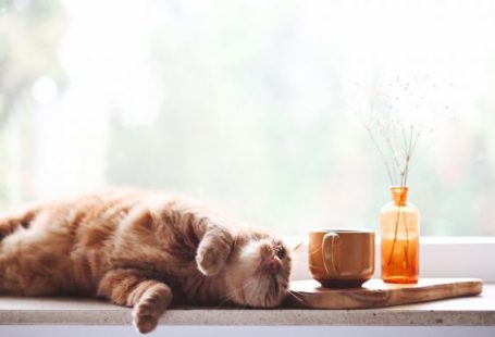 Comfort Zone - orange tabby cat