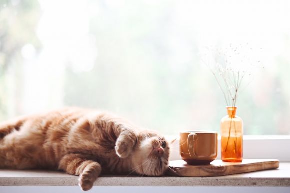 Comfort Zone - orange tabby cat