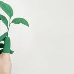 Personal Growth - Person's Left Hand Holding Green Leaf Plant