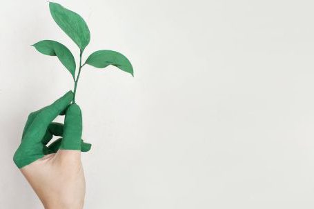 Personal Growth - Person's Left Hand Holding Green Leaf Plant