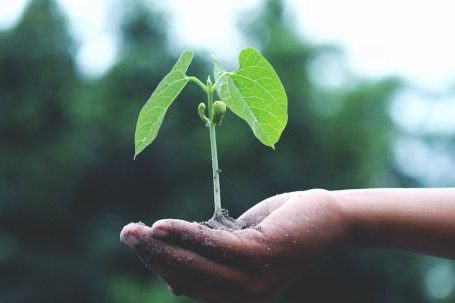 Growth Mindset - Person Holding A Green Plant