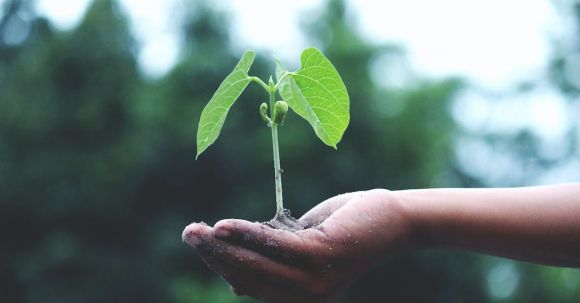 Growth Mindset - Person Holding A Green Plant