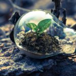Growth Mindset - Clear Light Bulb Planter on Gray Rock