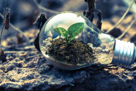 Growth Mindset - Clear Light Bulb Planter on Gray Rock