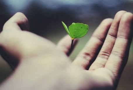 Personal Growth - floating green leaf plant on person's hand